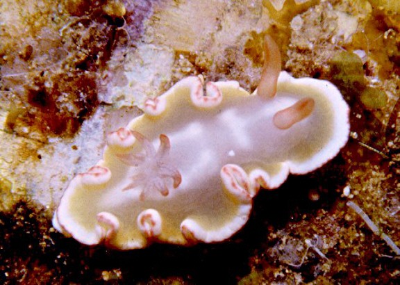 Glossodoris symmetricus